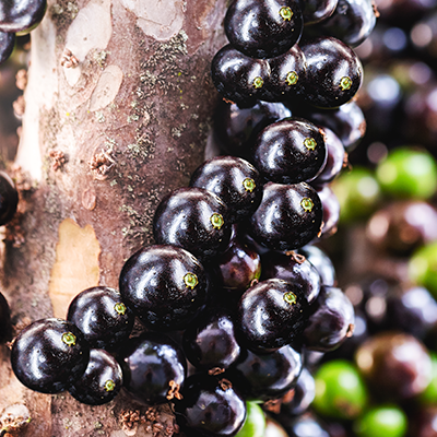 jaboticaba jaboticaba